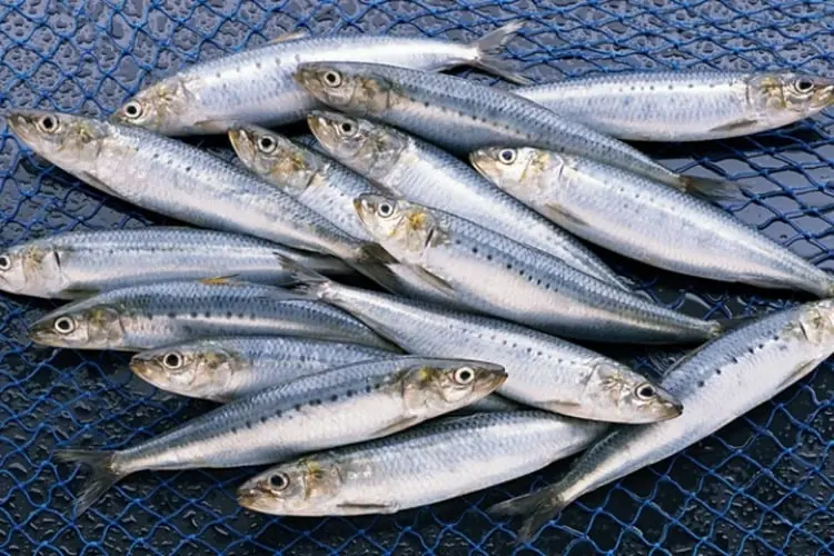 5 Fatty Fish Rich in Omega-3 That Help Reduce Visceral Fat