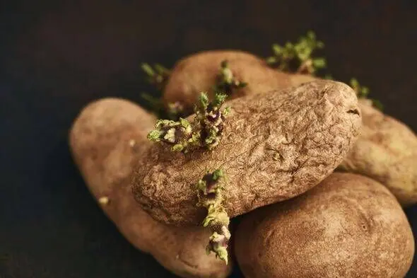 The Secret to Keeping Potatoes Fresh for 6 Months Thanks to a Surprising “Friend” in the Kitchen