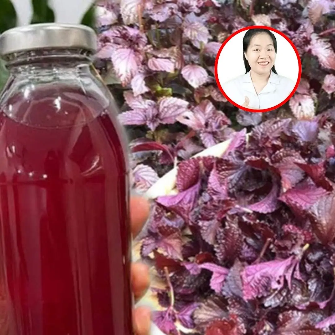 Discover 7 Amazing Ways Drinking Perilla Leaf Water Regularly Can Boost Your Health and Well-Being
