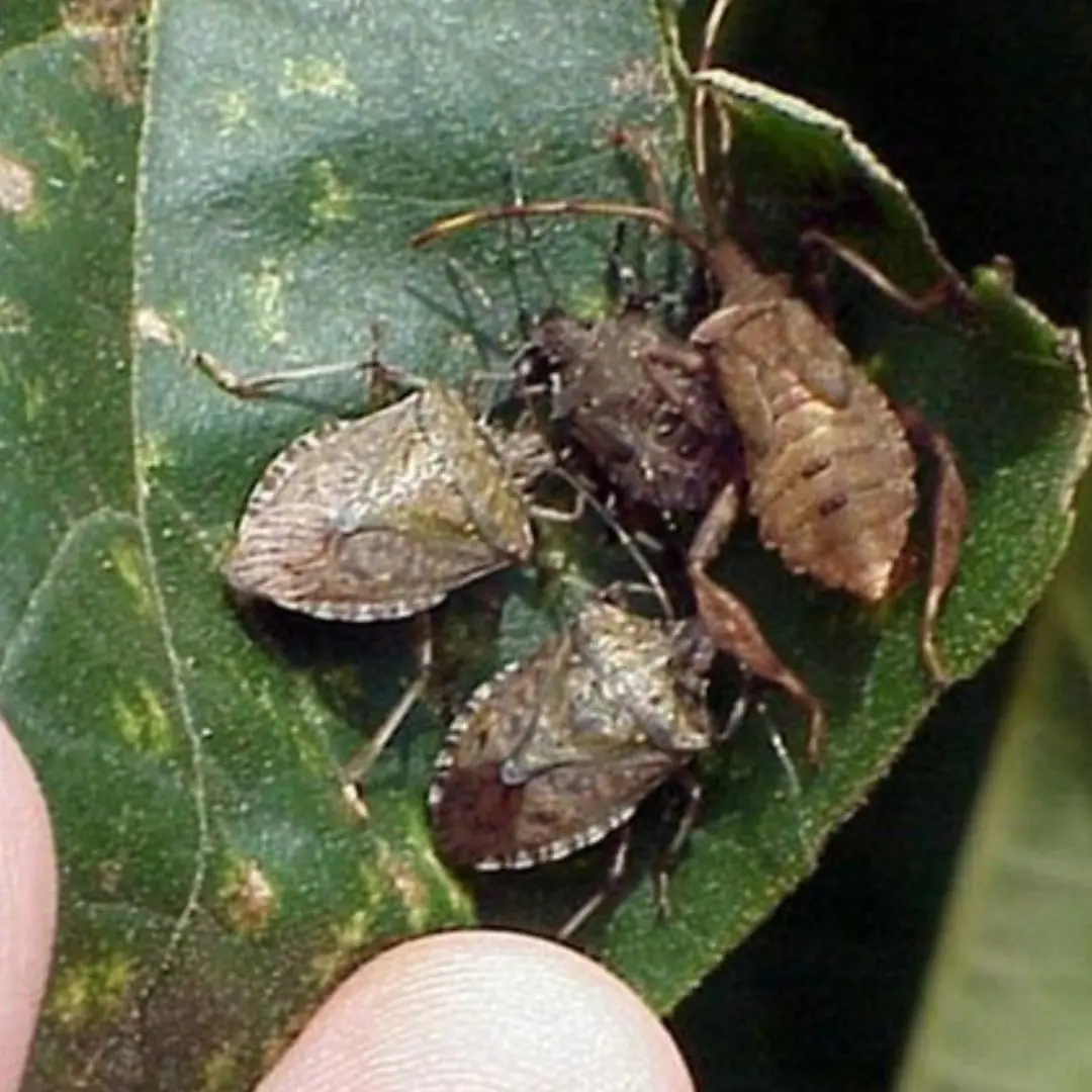 When A Brown Bug Like This Appears In Your Yard, Immediate Action Is Required