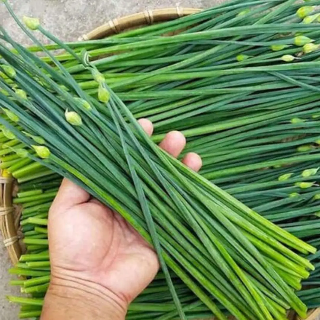 Chives: A familiar spice but contains 8 great health benefits