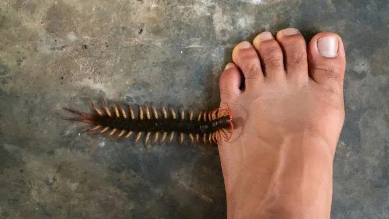 Reasons you should not ki.ll millipedes