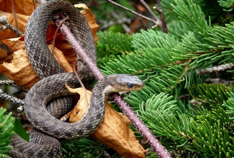 8 types of plants that attract snakes into the house