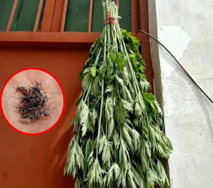 Just hang a handful of these leaves in front of your door - flies and mosquitoes will disappear