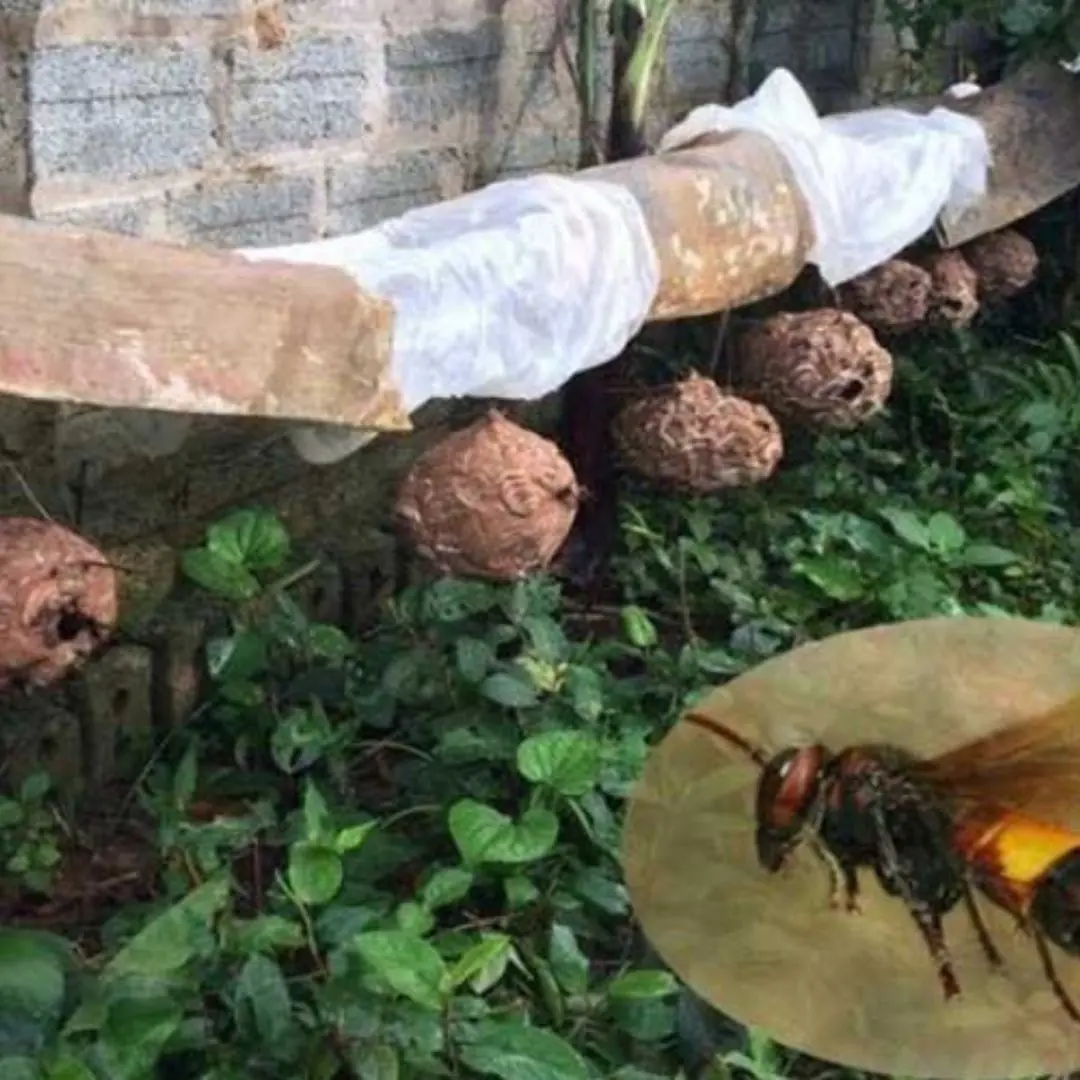 What smell do wasps fear? 4 non-toxic ways to kill wasps
