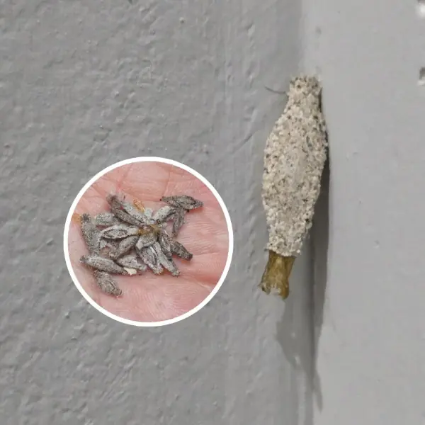 What are those “Small bags” on the wall really?
