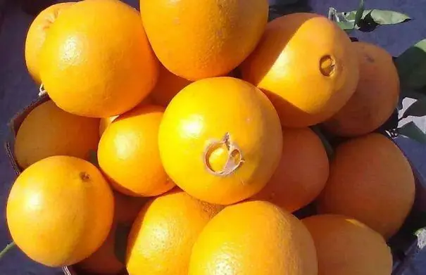 Should You Pick Na.vel Oranges With a Big or Small “Na.vel”?