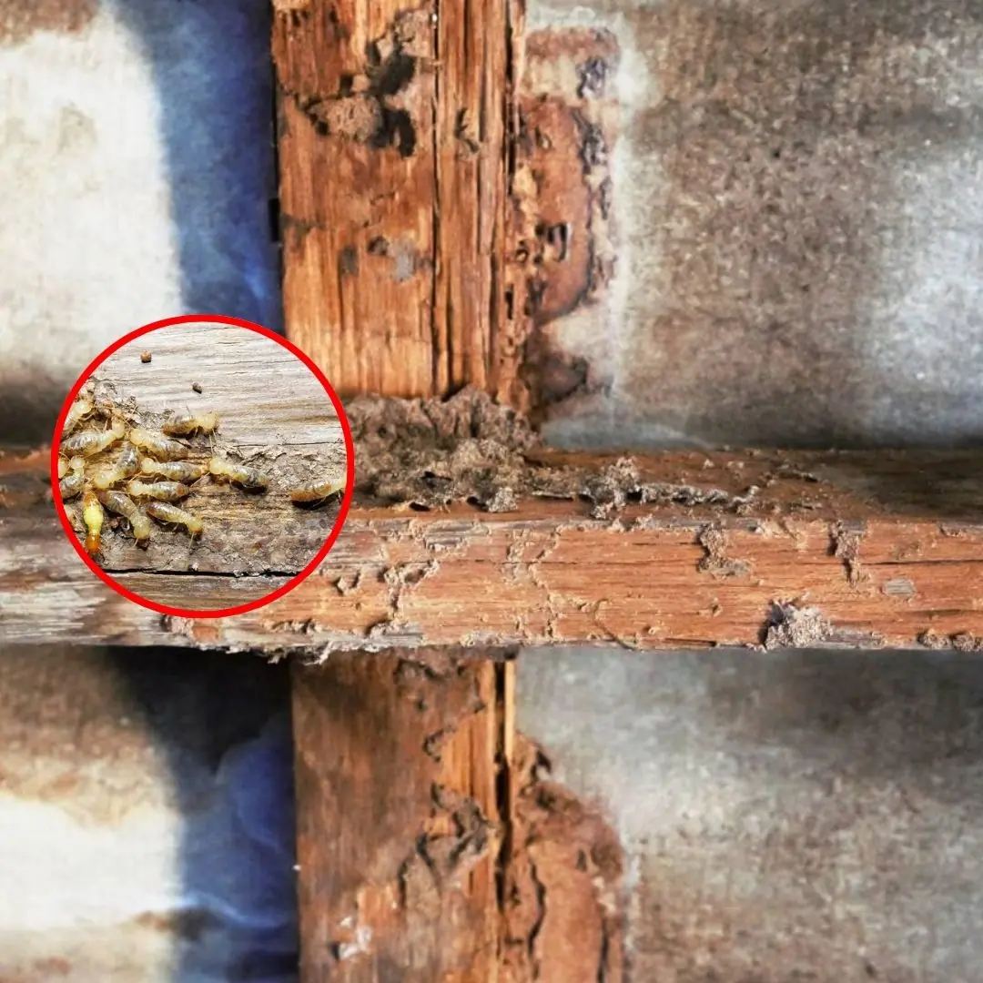 6 Proven Ways to Get Rid of Termites From Wooden Furniture