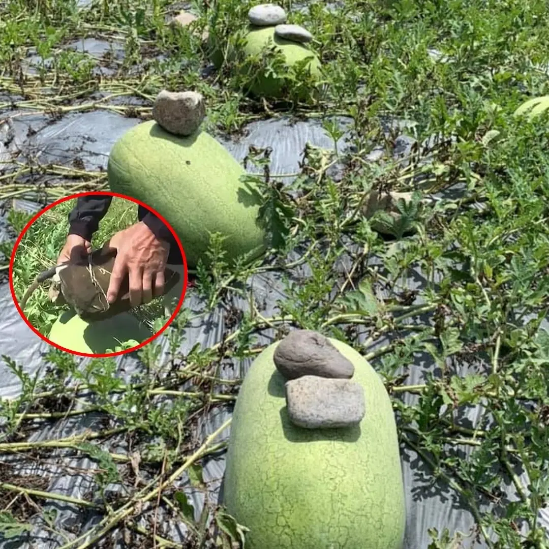 Farmers put ice on melons before harvest – the reason behind it will surprise everyone