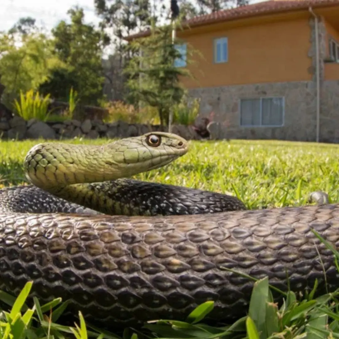 Avoid These Plants If You Don’t Want Snakes Near Your House