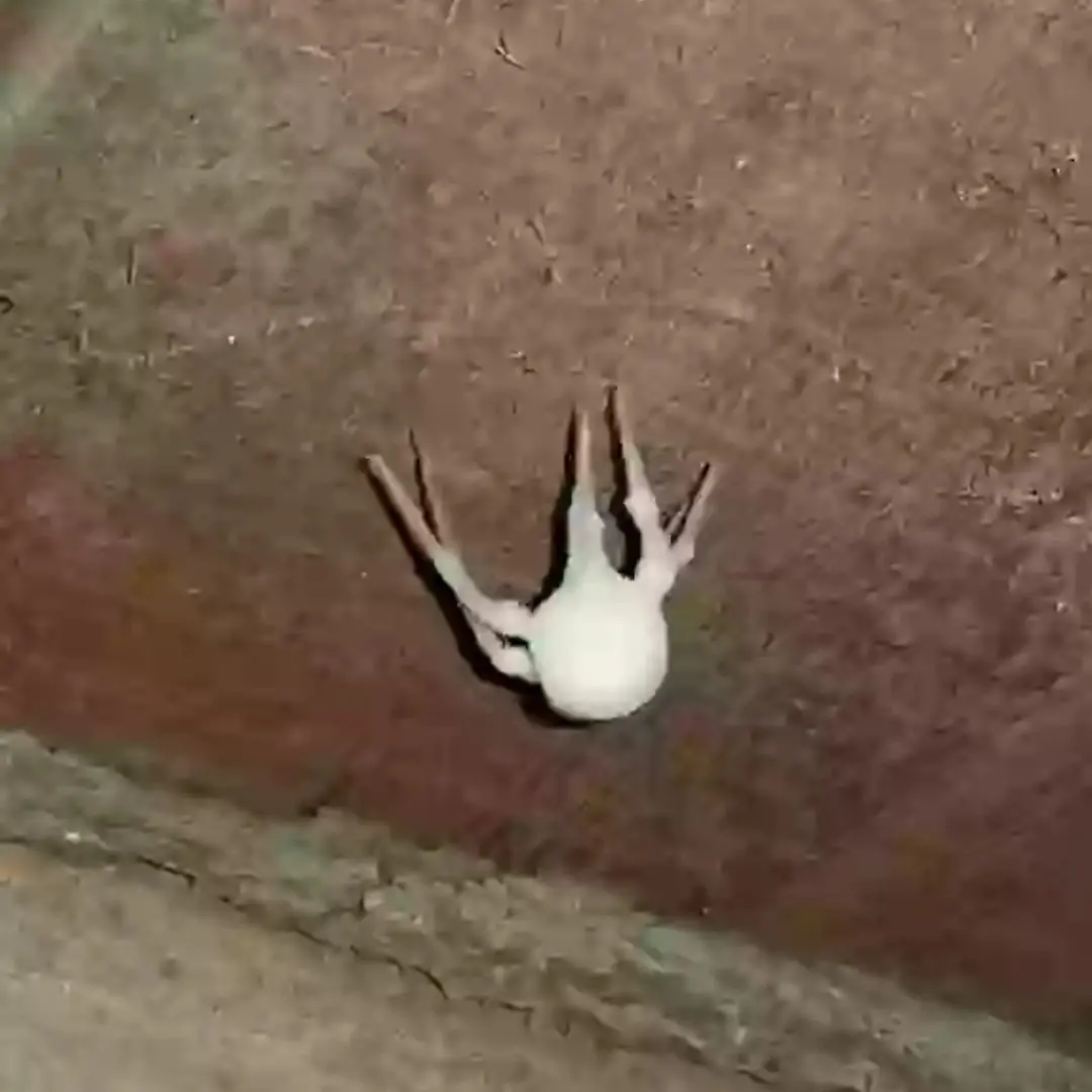Strange Infected ‘Zombie’ Spiders Invade US Homes — Scientists Sound the Alarm
