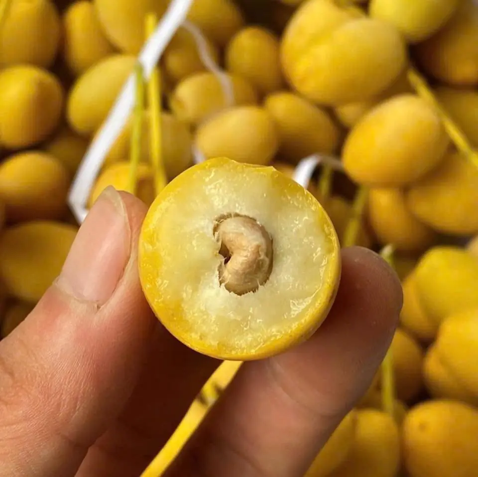The Strange Fruit That’s Sweet When Bitten Lengthwise but Astringent When Bitten Crosswise