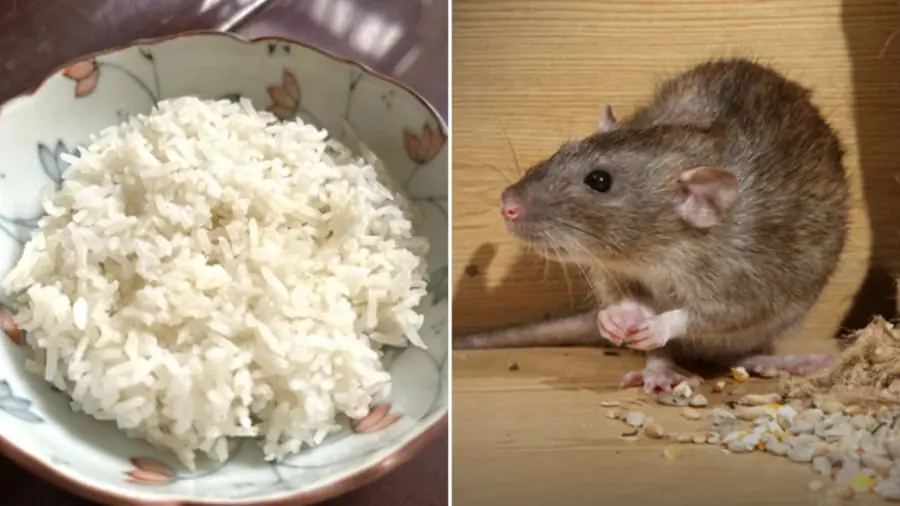 Simple and Effective Trick to Repel Mice with Leftover Rice – Anyone Can Do It