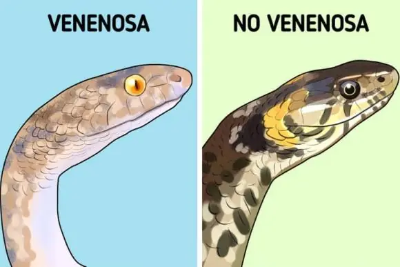 How to distinguish between poi.sonous and non-poi.sonous snakes