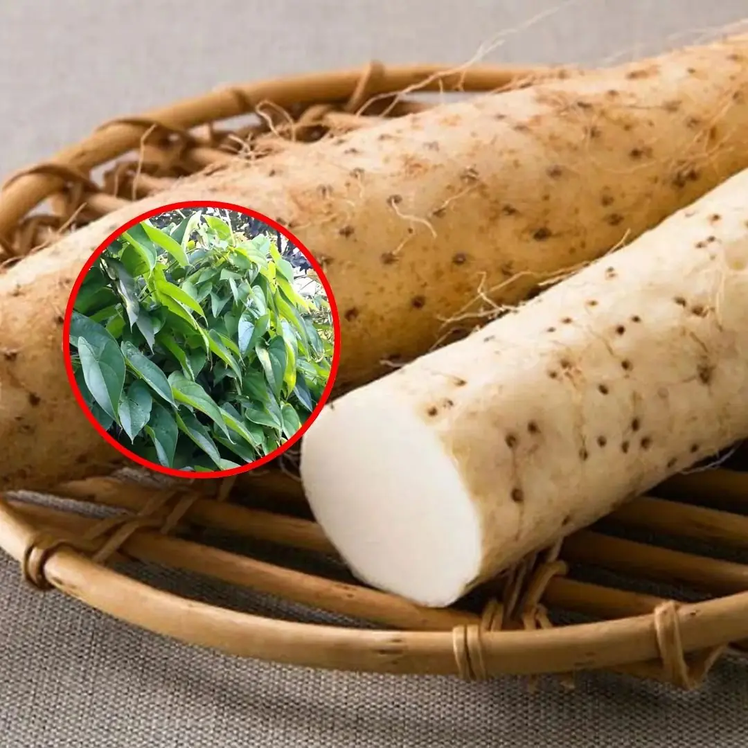 Che.ap dried root is considered a 'longevity elixir': Good for the kidneys, stabilizes bl.o.o.d sugar