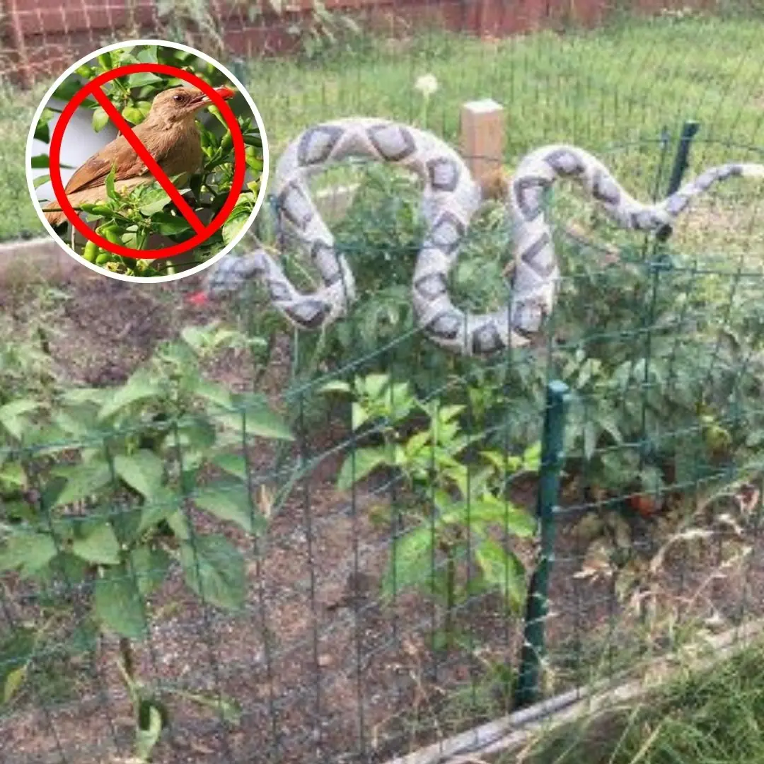 Smart and Natural Ways to Keep Birds Away from Rooftop Gardens