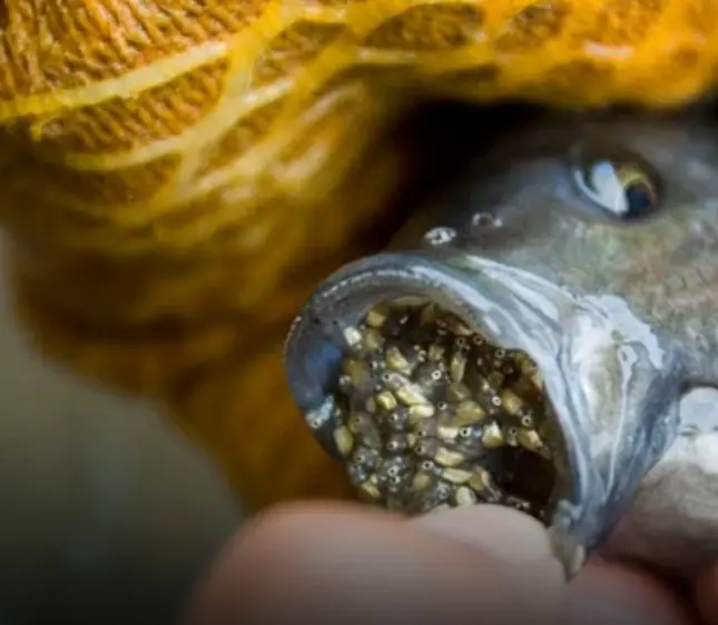 5 reasons you should not eat tilapia