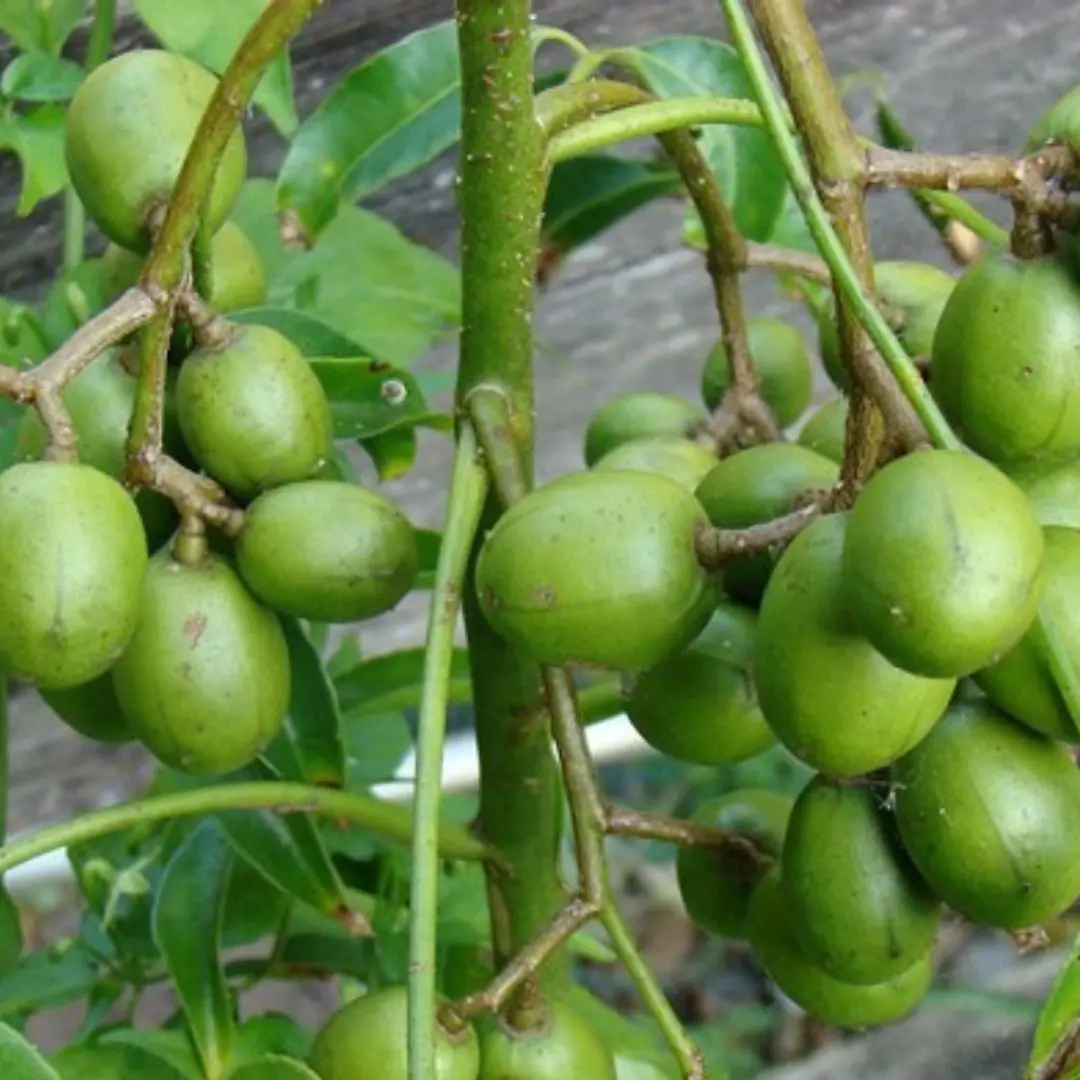 5 types of fruit that make ca.n.cer "fearful" turn out to be full in the corner of the countryside garden, the world praises them but some are ignored