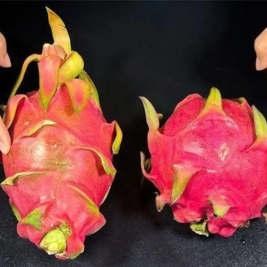 When buying dragon fruit, should you choose ones with short or long stems? Knowing this trick, you’ll pick 10 perfect fruits every time!
