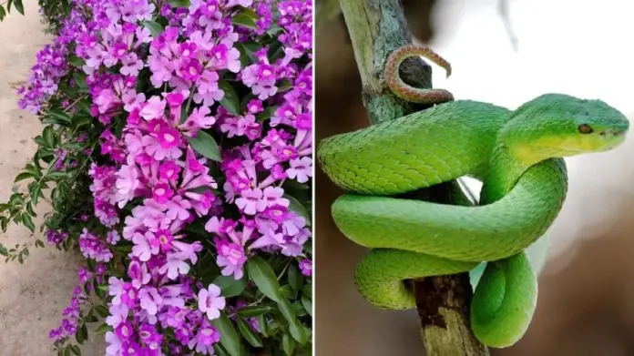 3 ways to prevent snakes from entering your house
