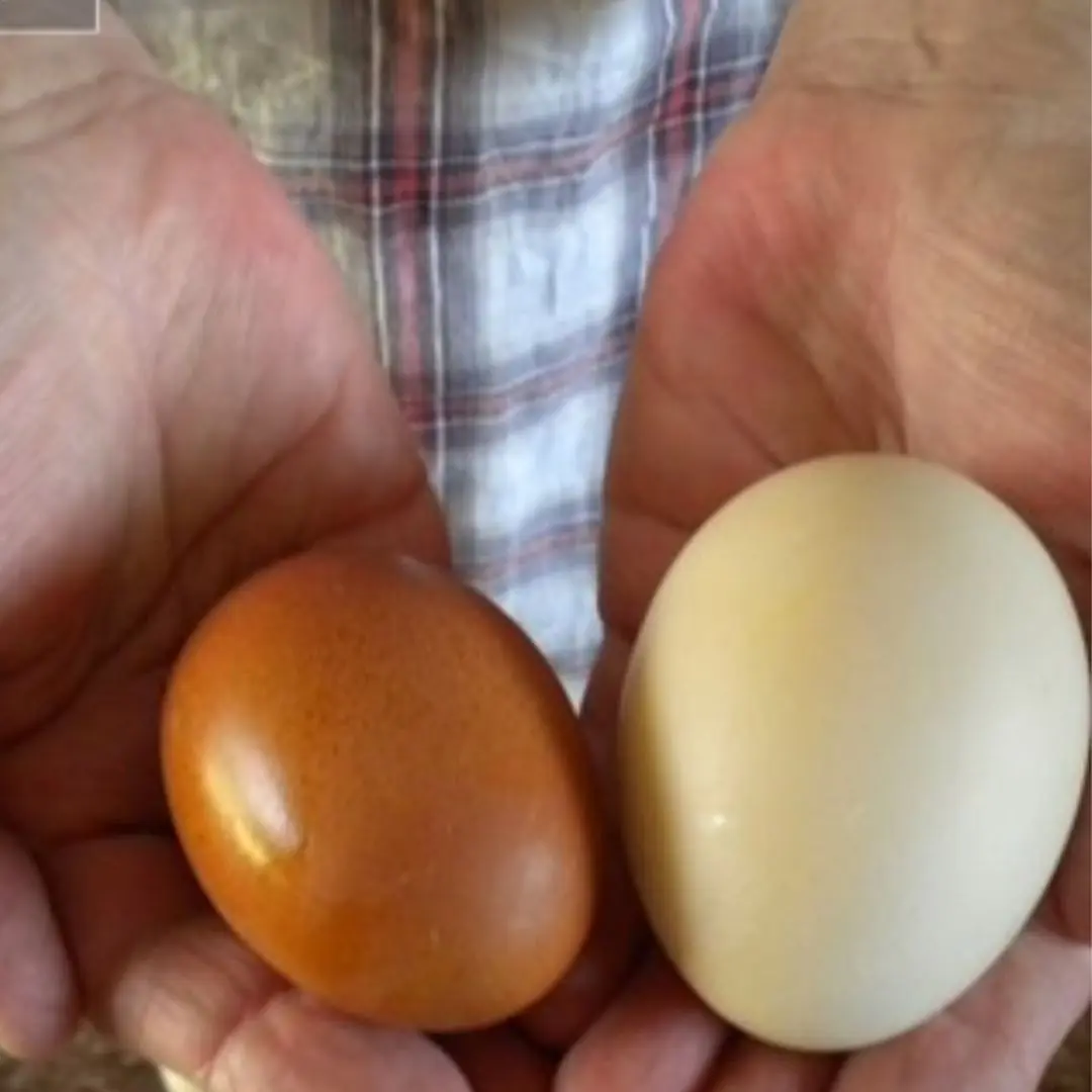Chicken vs. duck eggs: Due to a simple misconception, countless people have lost the chance to fully benefit from their nutrients
