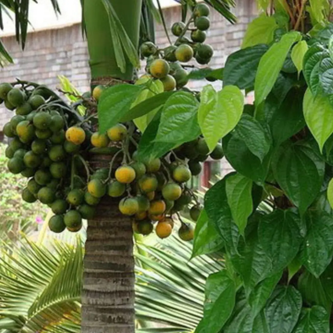 4 types of fruit that easily "awaken" ca.n.cer cells, no matter how delicious they are, you should not eat them