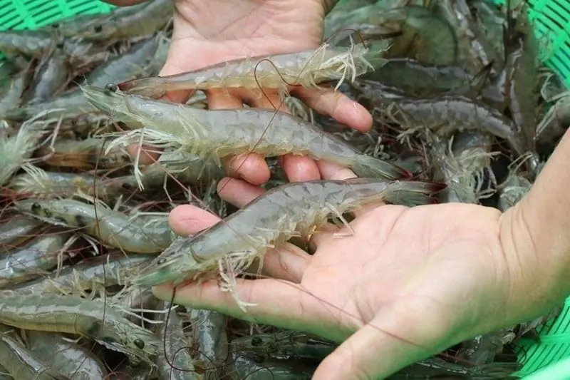Going to the market for shrimp without knowing this trick will cost you