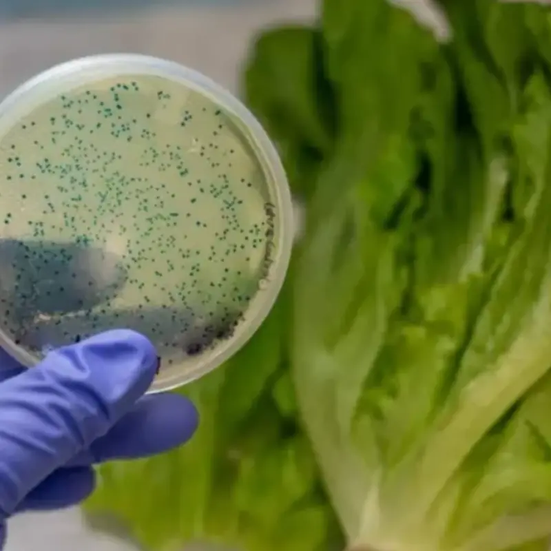 2 Types of Vegetables That Are Prone to Becoming a ‘Parasitic Nest,’ Especially the First One
