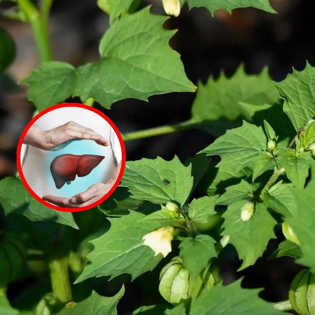The Leaf Known as a Natural Remedy, But Often Overlooked