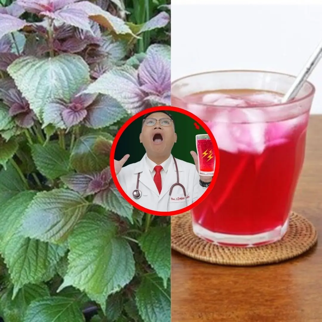 Caution! 3 Groups of People Should Stay Away from Perilla Leaf Water
