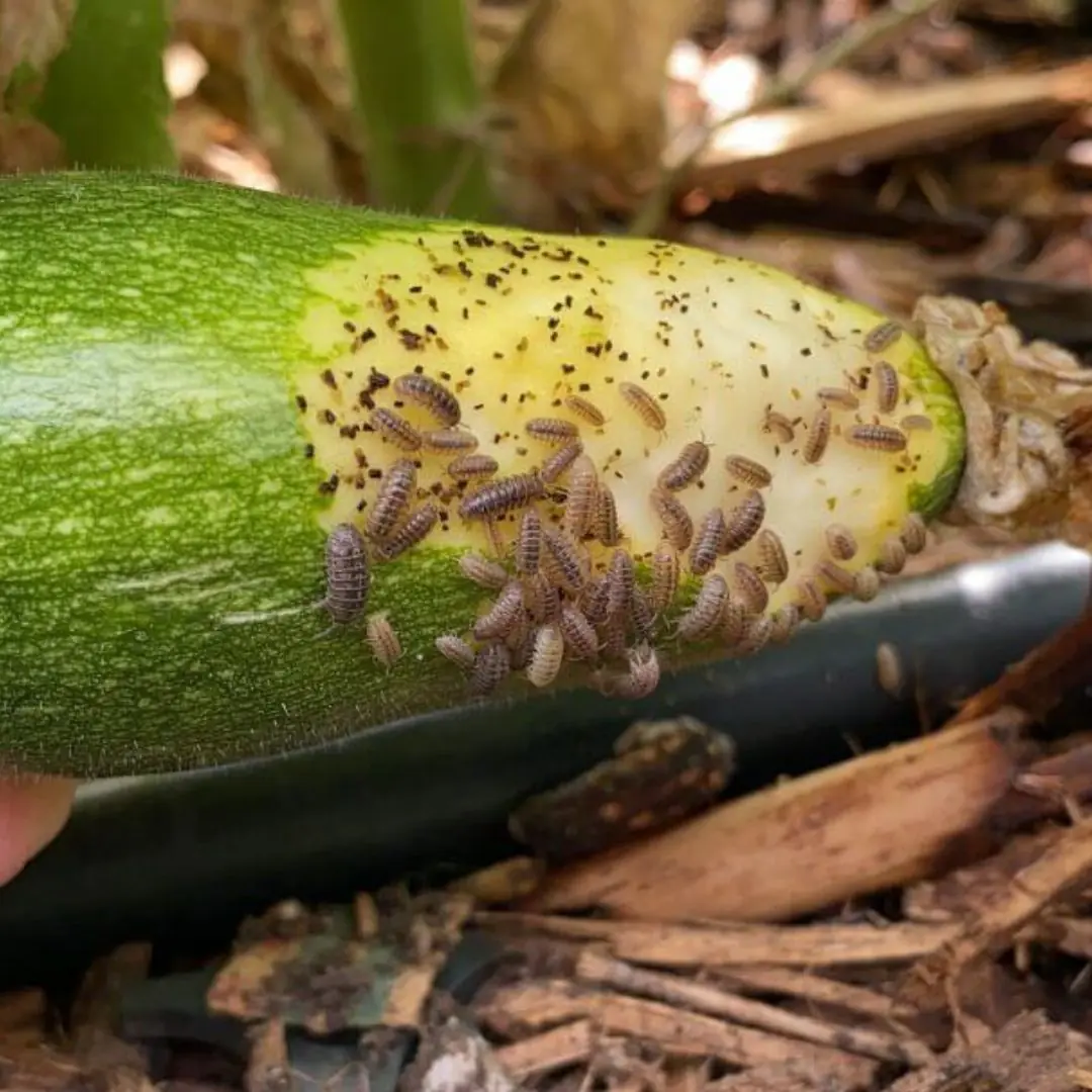 5 Ways to Keep Pill Bugs from Destroying Your Garden