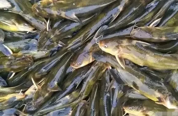 3 Super Nutritious Freshwater Fish