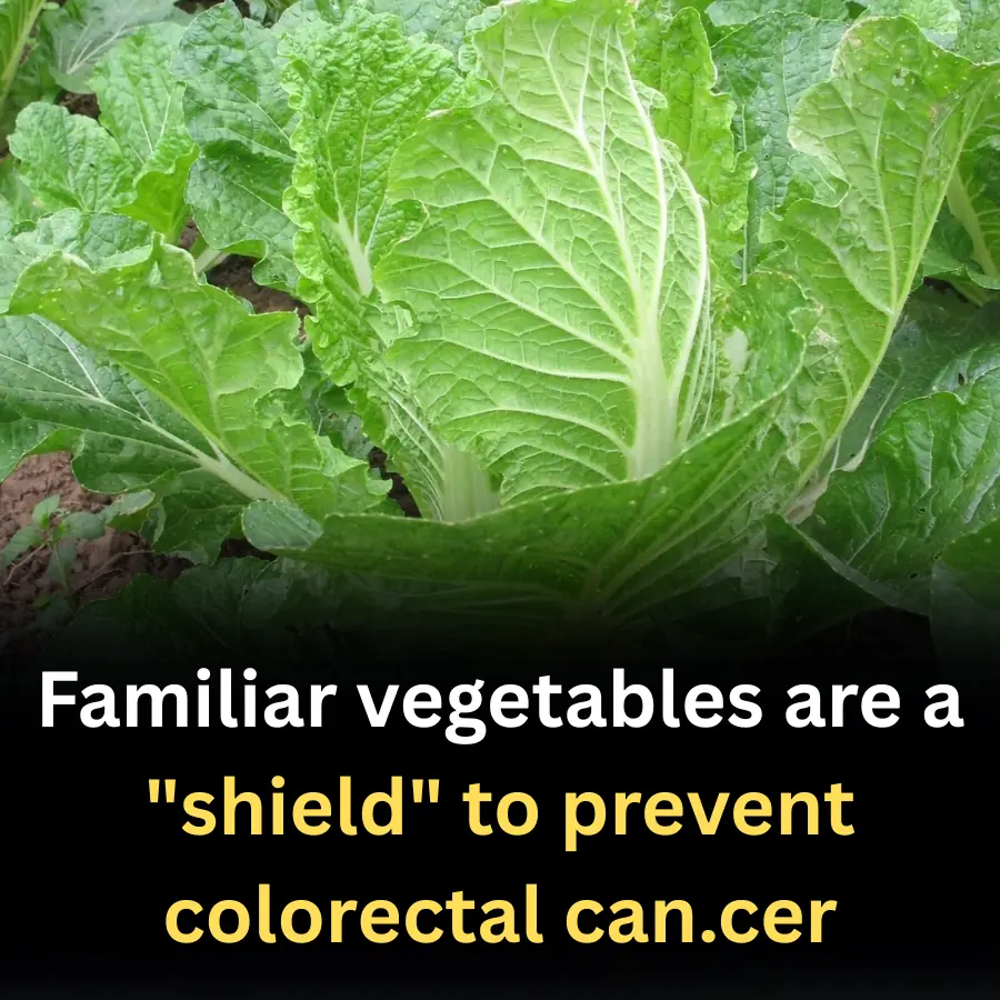 Familiar vegetables are a "shield" to prevent colorectal can.cer
