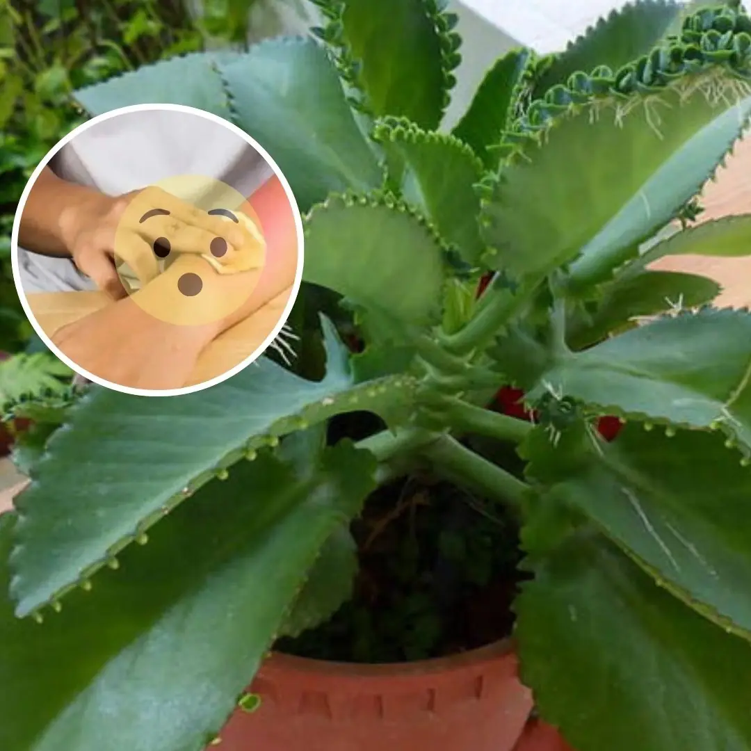 A Mysterious Leaf for Health: Surprising Benefits, Safe Uses, and Hidden Risks