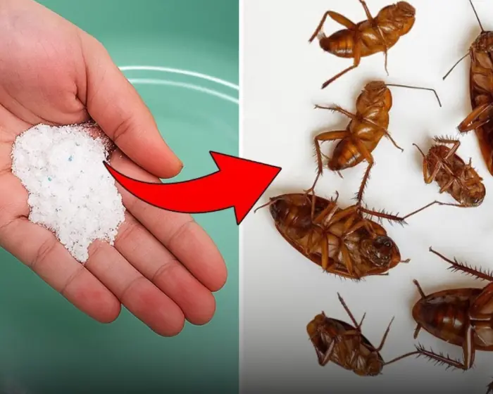 Effective tips to kill cockroaches and keep your house clean