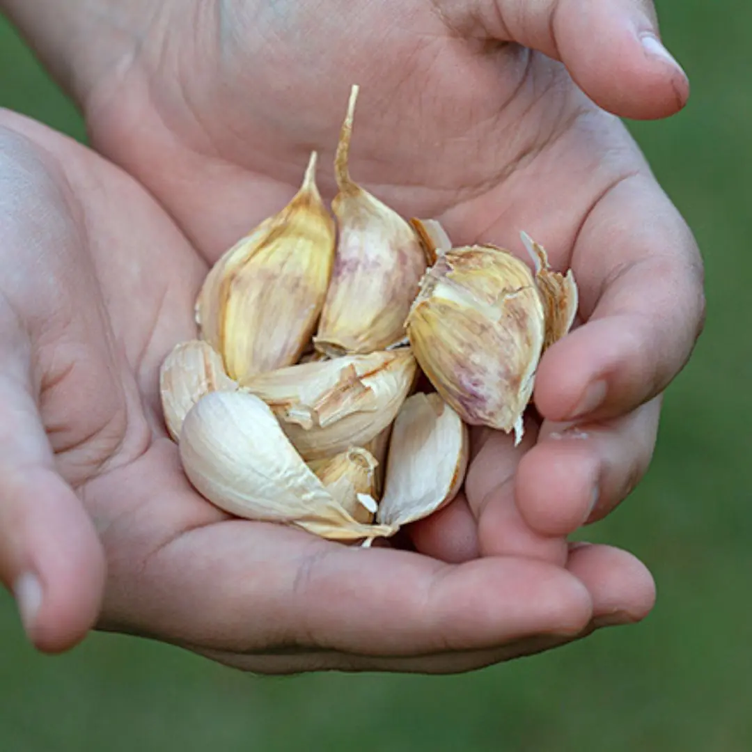 58 year old man eats 1 clove of garlic every morning, 6 months later went to the doctor, received surprising results