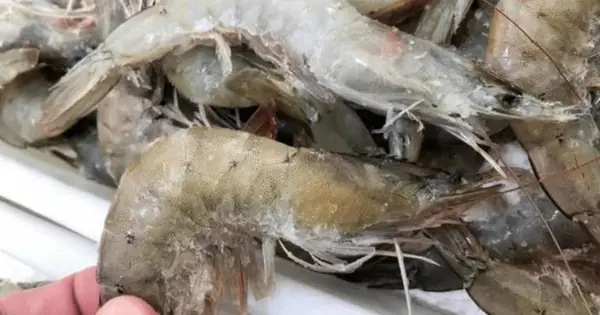 Defrosting Shrimp by Soaking in Water Is a Mistake