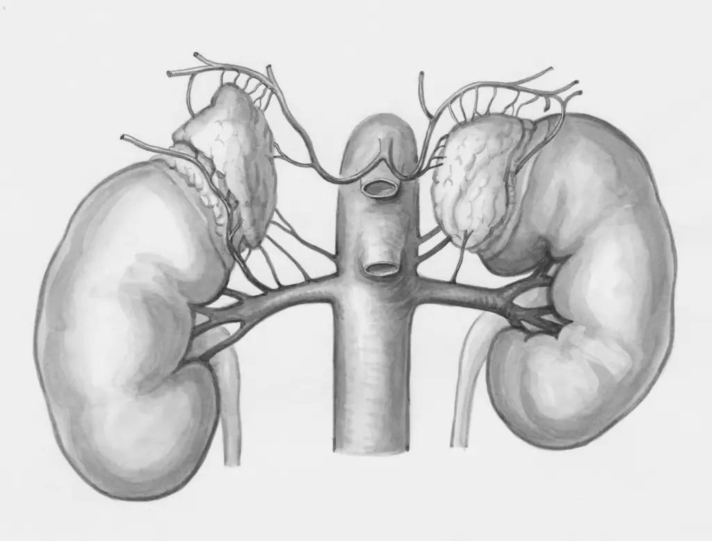 Why Kidney Failure Is Striking The Young—And How To Stop It
