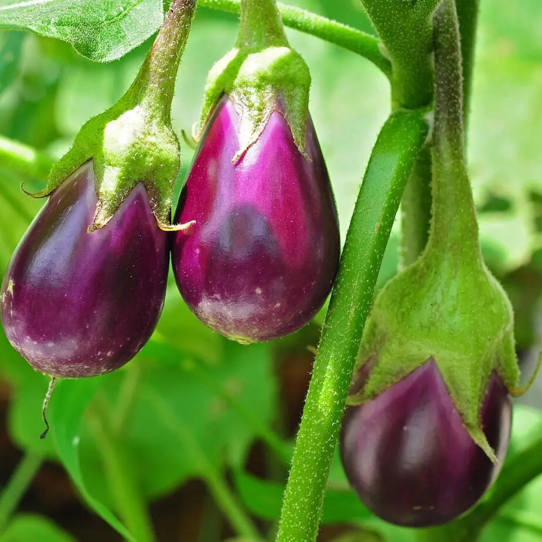Eggplant is the king of vegetables but these 4 groups of people should absolutely avoid it