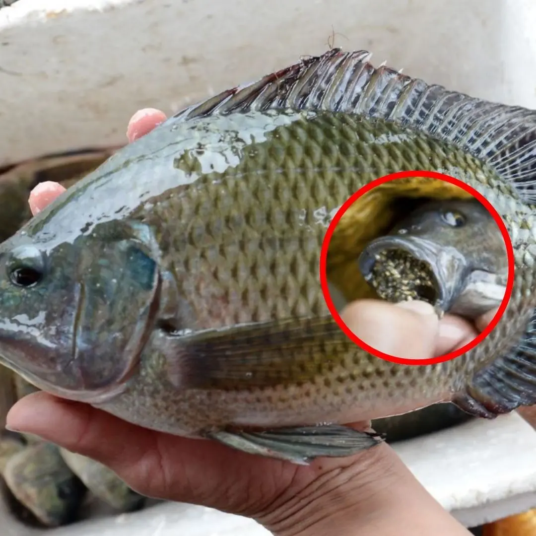 Reasons why you should stop eating tilapia as soon as possible