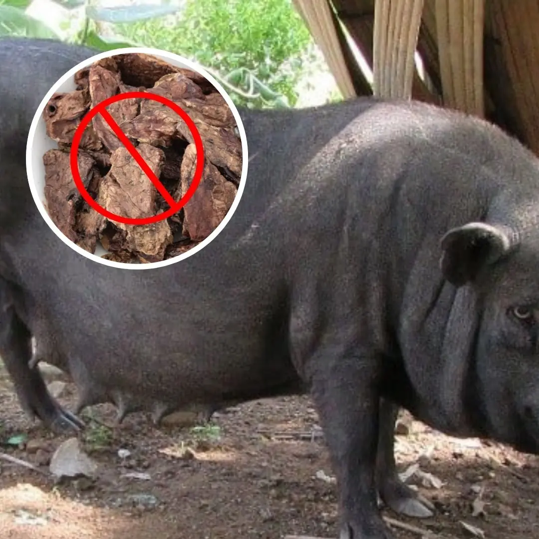 These 4 parts of a pig may be delicious and inexpensive, but you shouldn’t eat them too often—don’t let greed harm your health