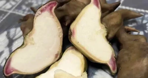 At the market, don’t miss these 3 vegetables – pesticide-free and “as nourishing as ginseng”