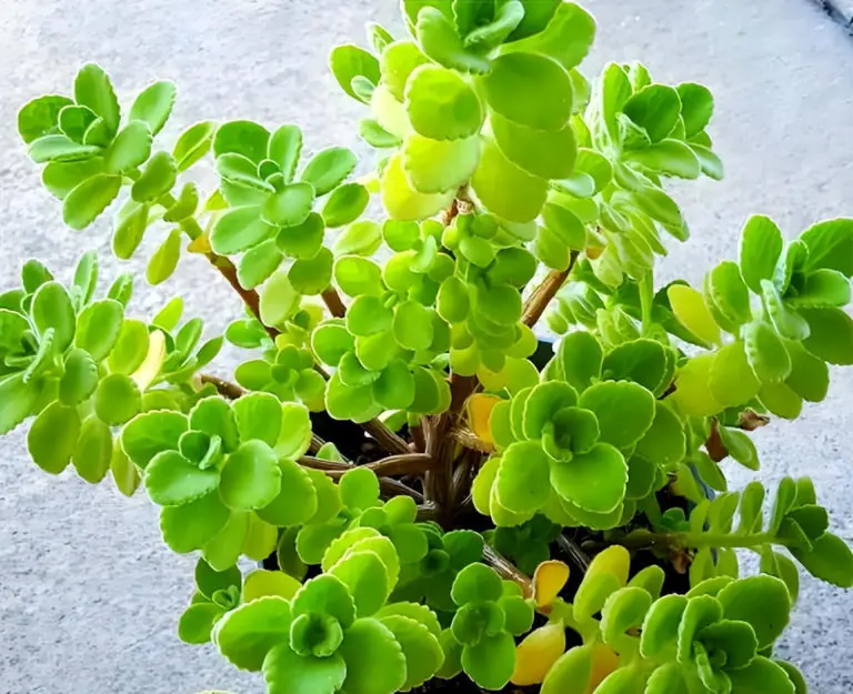 7 Plants That Act as “Natural Air Purifiers” You Should Keep in the Bathroom