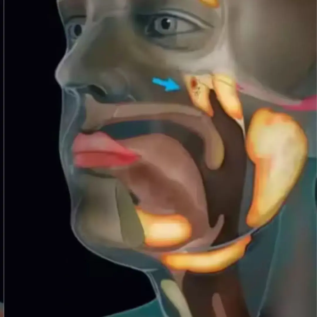 The Human Body Still Holds Secrets — Scientists Just Discovered a New Organ by Acc:ident