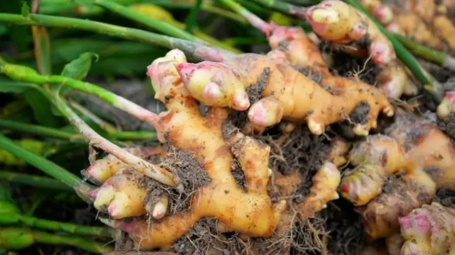 Eating Ginger Could Bring Trouble If You Fall Into These 5 Groups
