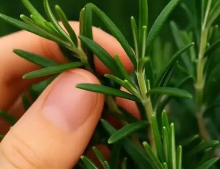 Discover the Power of Rosemary: Nature’s Potent Pain Reliever & Healing Herb