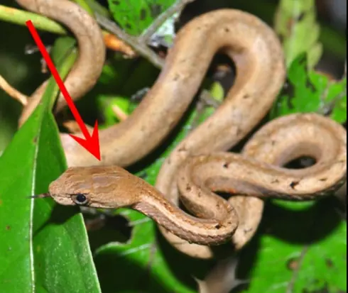 4 Types of Plants That Snakes Are Crazy About