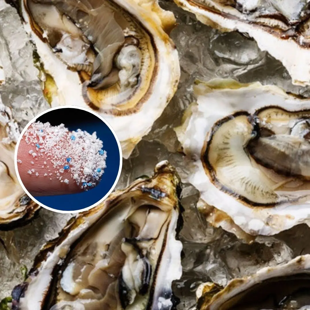 Top 2 types of seafood at the top of the list of microplastic contamination, but people still eat them every day
