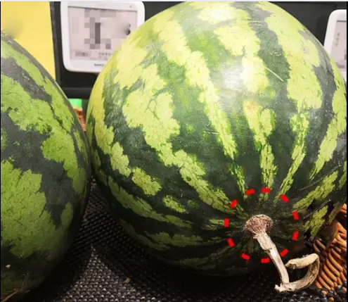 When buying watermelon, don't choose a big one.