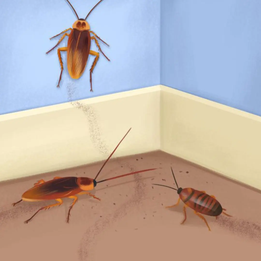 Pests Are Secretly Taking Over Your House — Watch Out for These 7 Warning Signs